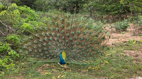 Peacock displaying its colorful feathers.