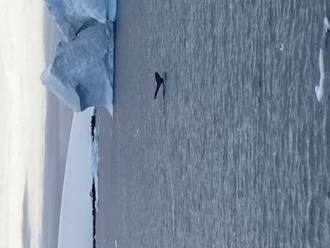 Whale tail emerging from the ocean with icebergs in the background.