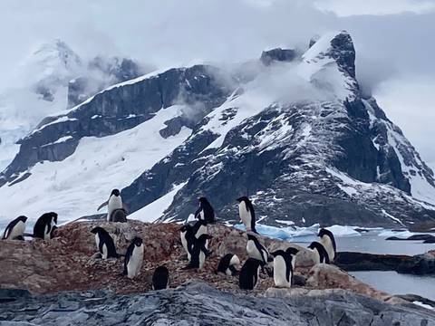 Group of penguins on rocky shore with snow-covered mountains.