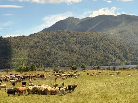 Large herd of cattle grazing in a field.
