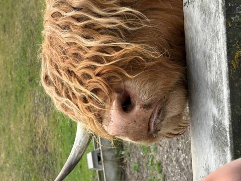       A close-up of a Highland cow's face.
  