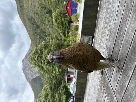       A close-up of a parrot with a mountainous backdrop.
  