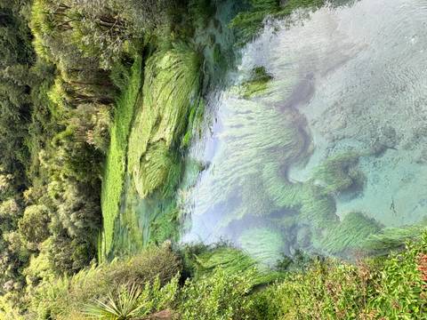       A crystal-clear stream with lush greenery around.
  