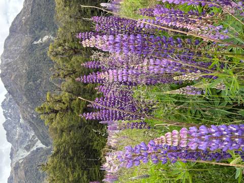       Field of purple lupine flowers with mountains in the background.
  