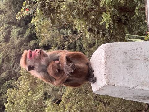 A mother monkey holding a baby on a stone pillar.
