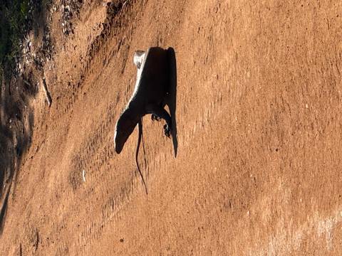       A monitor lizard basking on a forest path.
  