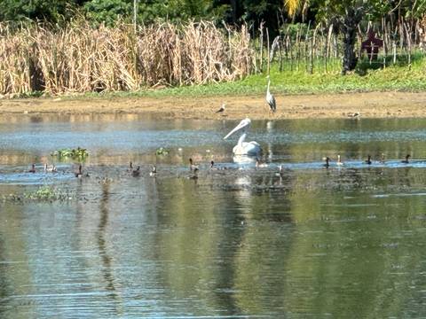       Pelicans and other birds in a wetland habitat.
  