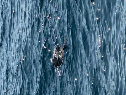 A sea turtle swimming in the ocean.