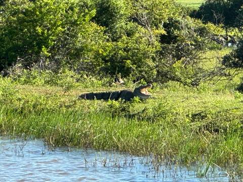 A crocodile basking in the sun near a water body.