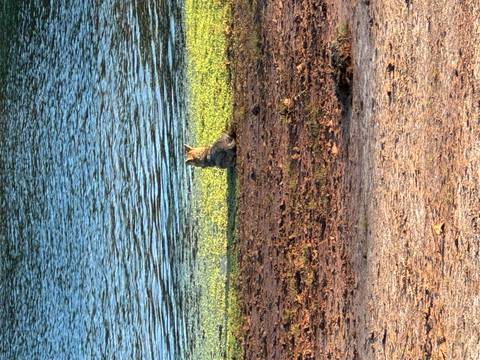       An animal resting near the water's edge.
  