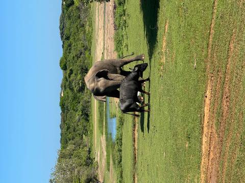       An elephant walking beside a water buffalo on a grassy field.
  