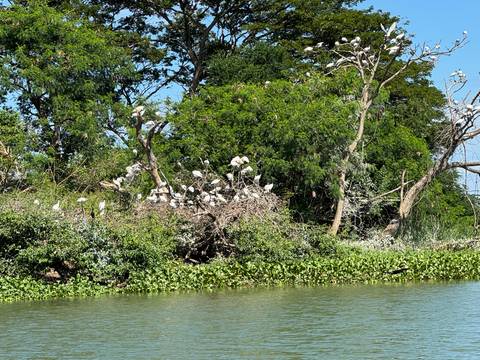 A large group of birds perched on trees by a river.