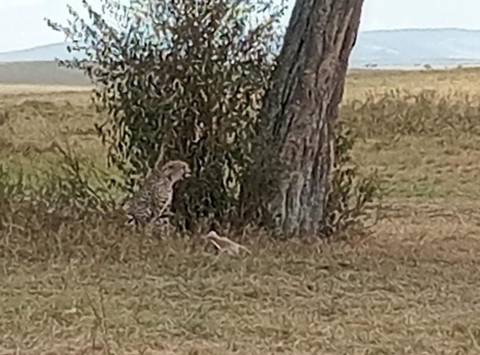       Serval sitting near a tree in a grassy field.
  