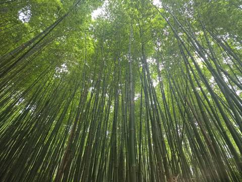 Dense bamboo forest with sunlight filtering through the leaves.