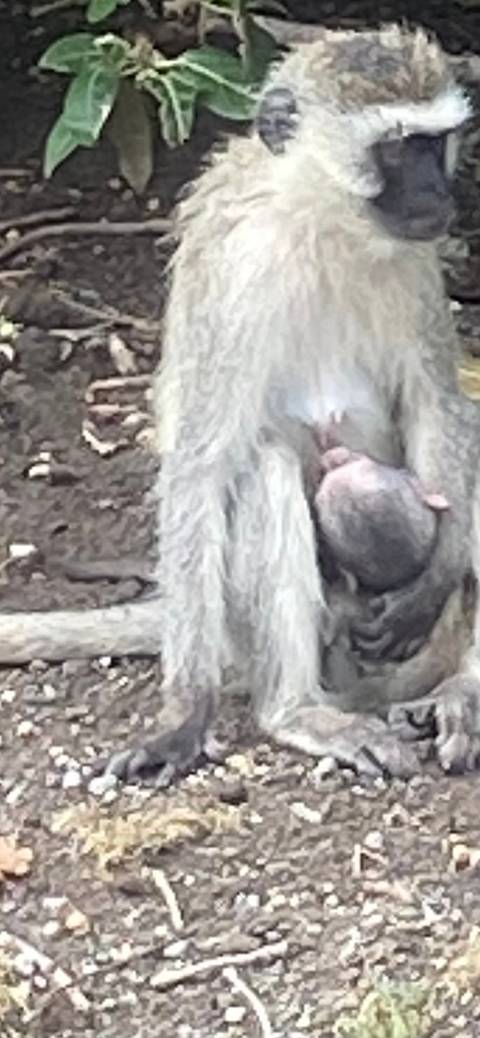       Tansania: Big Five Safari Foto von Kundenbewertung 
  