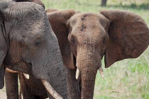       Two elephants standing close together in a grassy field.
  