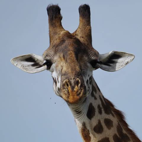 Close-up of a giraffe's face with focus on the eyes and ears.