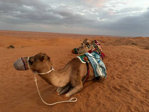       Camels resting on the sand dunes.
  