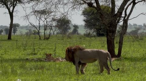Lions resting under trees in a green savanna.