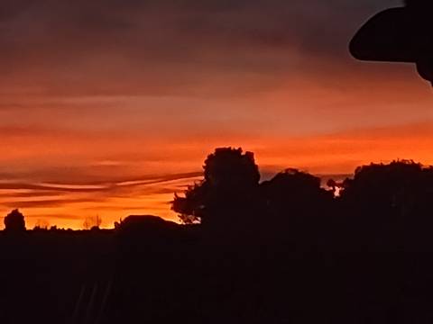 Silhouette of trees against a vibrant sunset.