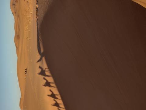 Shadows of camels on a sand dune.
