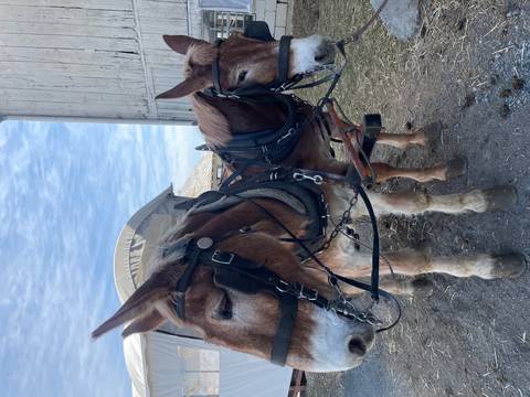 Two horses harnessed together beside a barn.