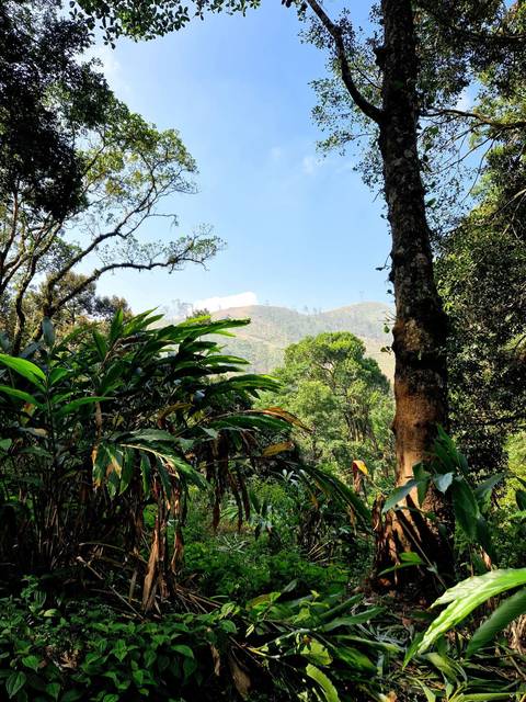       Dense greenery with hills visible in the distance.
  
