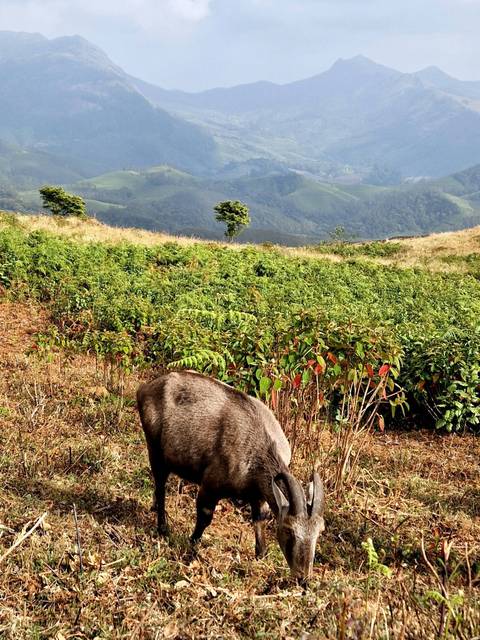       A grazing animal in a grassy field with hills in the background.
  