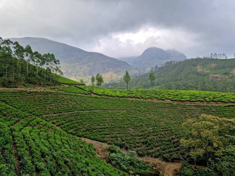       Lush green tea plantations and mountains under a cloudy sky.
  