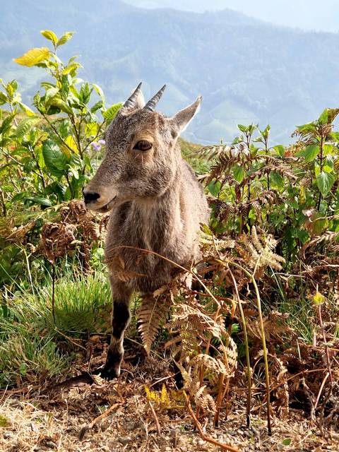       A close-up of a deer-like animal in a natural setting.
  