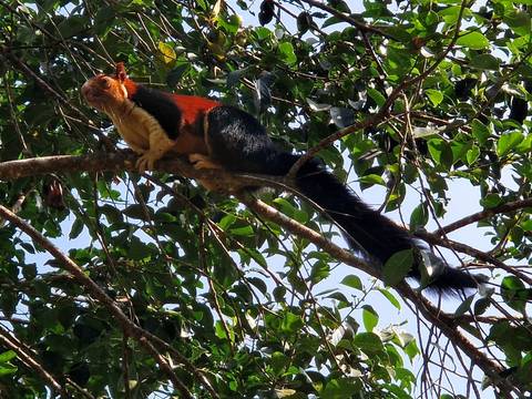       A Malabar giant squirrel perched on a tree branch.
  