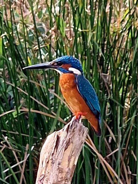       A kingfisher bird perched on a branch with tall reeds in the background.
  