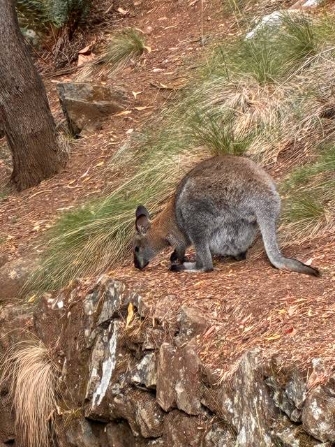 Wallaby feeding on grass in a natural setting.