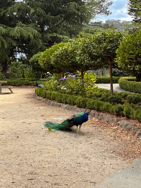 Colorful peacock standing on a garden path.