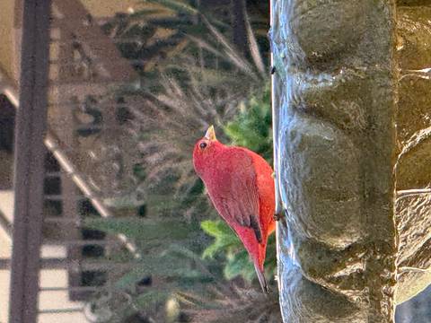       Red bird on the edge of a stone fountain.
  