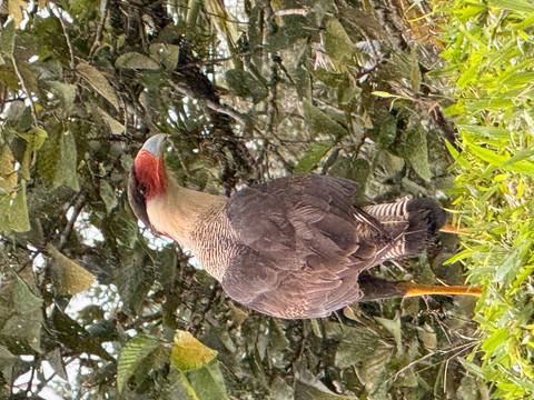 A bird standing on grass with trees in the background.