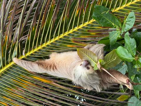 Sloth hanging from a tree branch eating a leaf.