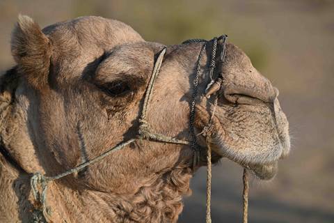 Close-up profile of a camel's face.