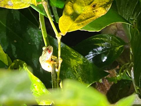       Red-eyed tree frog on a branch at night.
  