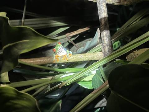Red-eyed tree frog on a plant at night.