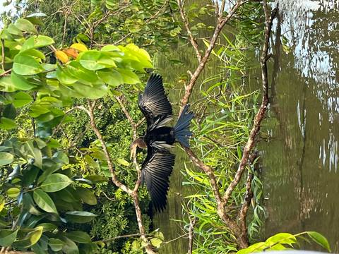       Bird with spread wings perched on a branch above water.
  