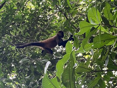       Monkey hanging upside down from a tree branch.
  