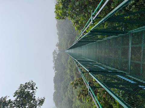       Suspension bridge above a forested landscape.
  