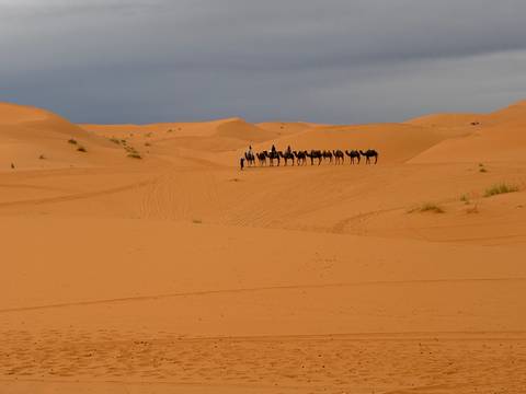 Line of camels in the desert with a person in the distance.