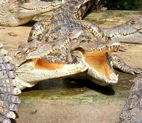Close-up of two crocodiles with open mouths.