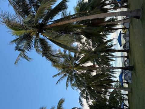 Tents set up under tall palm trees on a sunny day