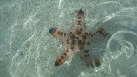 Starfish resting in clear shallow water on a sandy seabed.