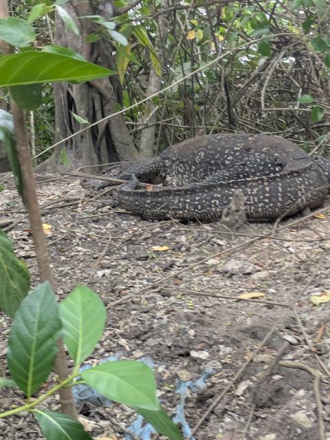 Large lizard resting on the ground among leaves and branches.