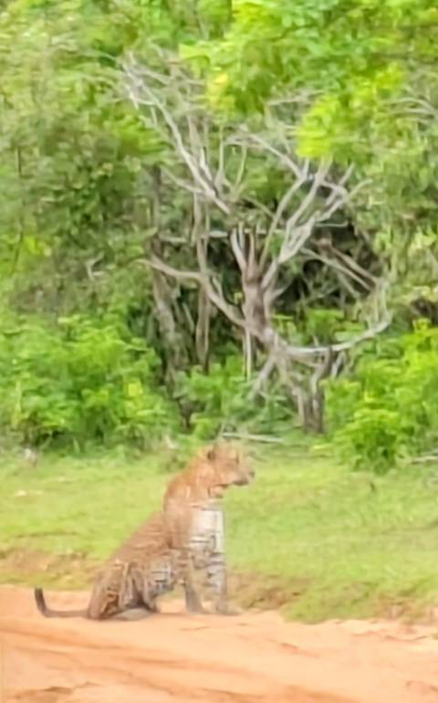 Klantbeoordelingsfoto van Verken de schoonheid van Sri Lanka 