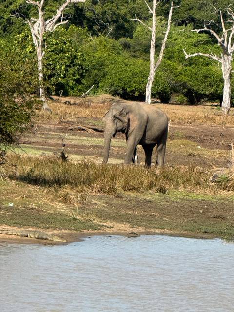 Elephant standing in a dry, grassy area.